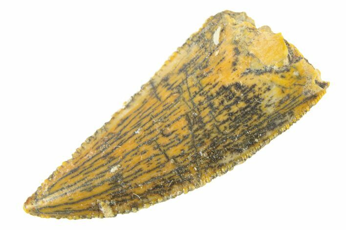Serrated, Raptor Premaxillary Tooth - Real Dinosaur Tooth #285179